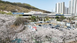 벚꽃으로 물든 의왕시청…봄 정취 물씬