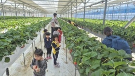 봉화군 어린이급식관리지원센터, ‘딸기 따기 체험’ 프로그램 운영