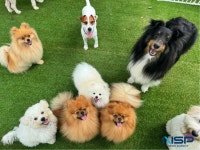 KCMC문화원, 화성시 독스앤플레이(Dogs&Play) 오픈