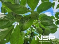 영암군, 과수 농가에 미국선녀벌레 방제 당부