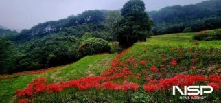 광양 옥룡사 동백나무숲, 꽃무릇 만개...가을 정취 물씬