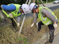 화성시, 향남읍 가로수 생육 환경 개선 나선다