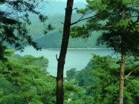 “화순 산양삼! 전국 최상의 메카로 성큼”