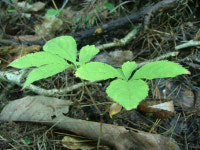 “화순 산양삼! 전국 최상의 메카로 성큼”
