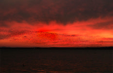 상상을 초월한 군무 “가창오리”