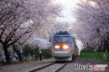 포토 진해 경화역의 봄소식