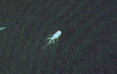 전설의 바다괴물 ‘네시’가 스코틀랜드에 나타났다?