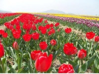 새만금 간척지에 “구근 화훼류 시험 포장”