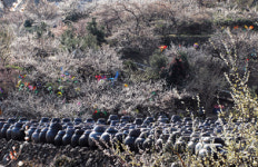 봄의 꽃과 향기 가득한 ‘광양매화축제’