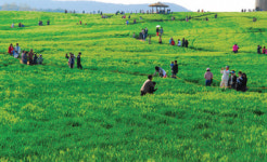 4월의 봄소식 ‘파릇 파릇한 청보리밭을 가다’