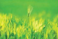 4월의 봄소식 ‘파릇 파릇한 청보리밭을 가다’