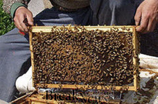 산양삼 사포닌 양봉농가 구세주