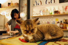 동물들과 함께 노실래요? 동물과 놀 수 있는 이색카페 인기