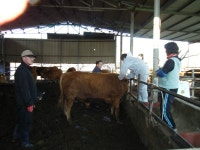 경북대 새내기 수의사, 의미있는 땀방울 귀감