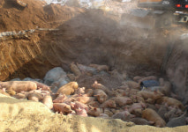 비닐 찢기고 가축은 생매장 구제역 매몰지 사진 공개