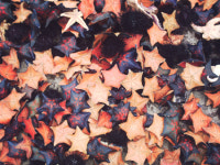 연안어장 수산자원의 해적, 불가사리 퇴치어구 공급