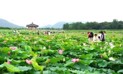 경주 안압지 주변 연꽃단지 개화로 관광객 운집
