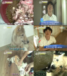 동물농장 늑대개 남매 화제...맹수, 주인 앞에서는 순한 양