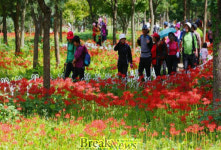 영광 불갑산 상사화축제 23일 시작