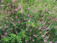 “詩는 원래 건방진것, 그래서 시를 쓴다네”