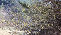 하동서 멸종위기식물 히어리 자생지 발견