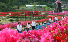 대청호 자연수변공원에 활짝 핀 영산홍 장관