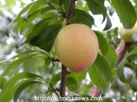 김천 자두 올해 첫 수확