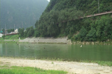 정선 명품숲에 ‘천년길조’ 흰까마귀 출현