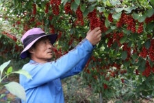 인제명품사과.오미자농원 | 인제 “명품 오미자” 본격 출하