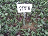 제주 서부지역엔 샐러드 신품종 ‘우담 비트(Beet)’ 가 최적
