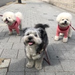 반려견과 산책을 즐기는 스타 4