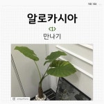 SNS에서 만난 반려 식물(feat. 식목일)