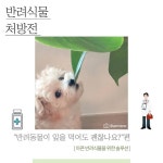 SNS에서 만난 반려 식물(feat. 식목일)