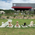 #집사의펫캉스_우리들의 핫스폿