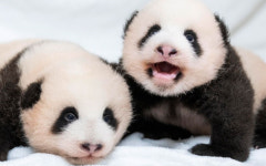 쌍둥바오 이름 결정! 처음 실물 공개한 루이바오X후이바오 뜻은?