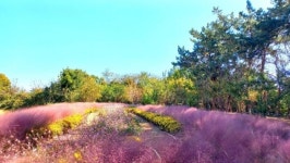 국화꽃 필 무렵, 가을 데이트 하기 딱 좋은 전국 국화 축제 3 #가볼만한곳