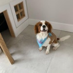 반려인 핫 키워드 멍테리어 들어보셨나요? #Barkitecture