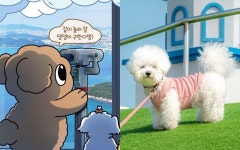 국제 강아지의 날 기념! 우리집 댕댕이와 추억 만들기 좋은 행사 3 #가볼만한곳