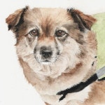 개에게 말을 가르칠 수 있을까