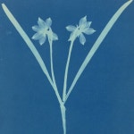 최초의 여성 사진작가는 식물학을 어떻게 발전시켰나