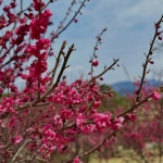 성큼 다가온 봄, 지금 바로 매화 볼 수 있는 명소 3
