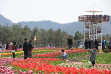 천사 섬 수놓은 화려한 튤립축제