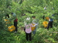 [순천서] 매실따기 농촌봉사 활동 전개
