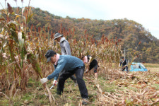 [중부청] 광탄마을서 수확의 기쁨 지역주민과 함께 나눠