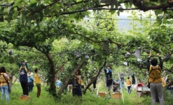 [분당서]1사1촌 봉사활동 구슬땀 흘려