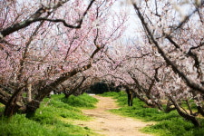 보해 매실농원, 매화축제 3월16~17일 개최