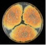 세계는 지금 미생물 유전자원 확보 경쟁 중