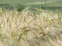 만성신장병 환자 독성 줄이는 방법