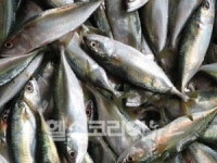 “등푸른 생선, 너마저 … !”