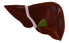 신의 영역에 도전 … 日 사상 최초  iPS로 간 배양 성공